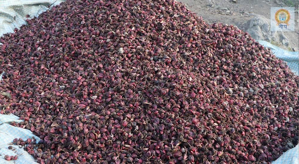 अलैँचीको मूल्य निरन्तर उकालोः प्रतिमन रु एक लाख पुग्यो